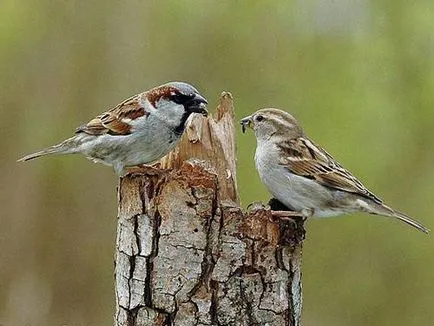 Sparrow - leírása, életmód jellemzőit, érdekességek