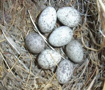 Sparrow - leírása, életmód jellemzőit, érdekességek