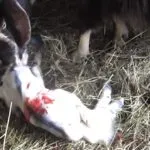 Mindent a ellési kecskék, hogyan kell futtatni, hogyan kell a születés szakaszára kecskék és hogyan kell etetni
