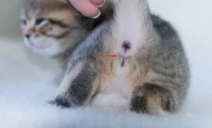 Hogyan találjuk meg a szex kiscicák Hogyan találjuk meg a szex kiscicák