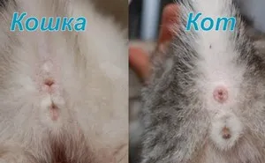 Hogyan találjuk meg a szex kiscicák