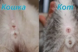 Hogyan találjuk meg a szex kiscicák Hogyan találjuk meg a szex kiscicák