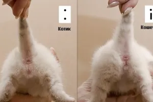 Hogyan találjuk meg a szex kiscicák Hogyan találjuk meg a szex kiscicák