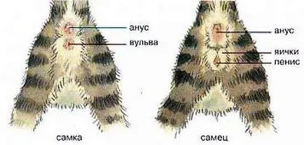 Hogyan találjuk meg a szex kiscicák Hogyan találjuk meg a szex kiscicák