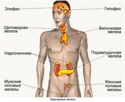 Hogyan lehet ellenőrizni a hormonok