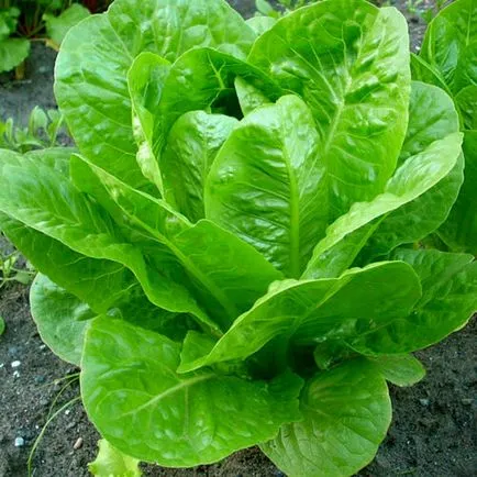 Mint a zöldhályog