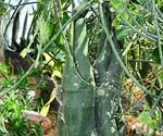 Chlorophytum - Chlorophytum fotó, termesztési feltételek, a gondozás és reprodukciós (Chlorophytum) Chlorophytum - Chlorophytum fotó, termesztési feltételek, ellátás és szaporítása