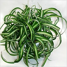 Chlorophytum - a legtöbb szerény ház növény (ellátás) Chlorophytum - a legtöbb szerény ház növény