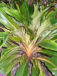 Chlorophytum - a