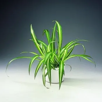 Chlorophytum - Chlorophytum leírása és gondozás (locsolás) Chlorophytum - Chlorophytum leírás és gondozás