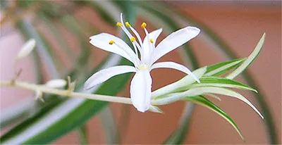 Chlorophytum - otthoni gondozást