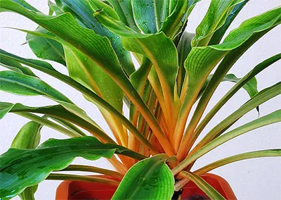 Chlorophytum - otthoni gondozást
