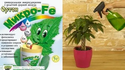klorózis megelőzésére és kezelésére