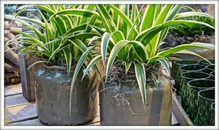 Chlorophytum (Chlorophytum)