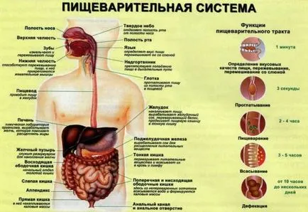 Holetsistopankreatit tünetek, kezelés, gyógyszeres kezelés, és a népi (holetsistopankreatit) Holetsistopankreatit tünetek, kezelés, gyógyszeres kezelés, és a nemzeti