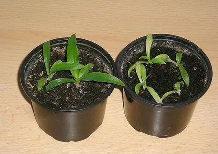 Chlorophytum - Chlorophytum fotó, termesztési feltételek, a gondozás és reprodukciós (amely így a gyerekeknek) Chlorophytum - Chlorophytum fotó, termesztési feltételek, ellátás és szaporítása