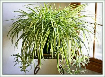 Chlorophytum (Chlorophytum)