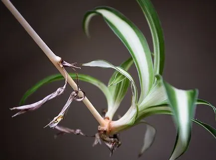 Chlorophytum - Chlorophytum fotó, termesztési feltételek, a gondozás és reprodukciós (Chlorophytum) Chlorophytum - Chlorophytum fotó, termesztési feltételek, ellátás és szaporítása