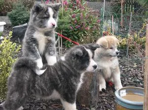 Japán Akita kutya fajta történetét, fizikai leírását és harkter, a tartalom és az ár akita ino