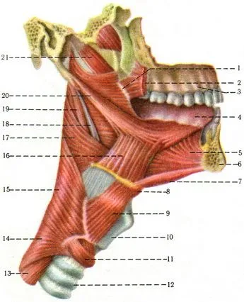 Nyelv (lingua s