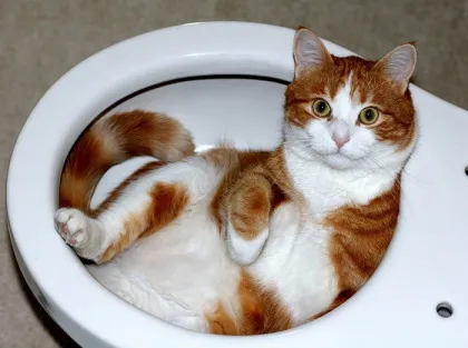 eldugult wc