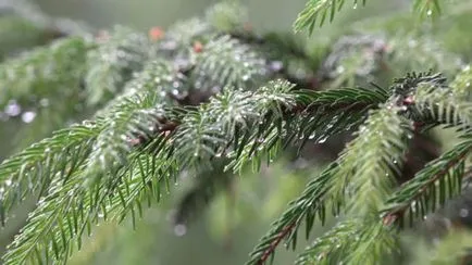 Tűlevelűek hogyan és mikor kell ültetni az őszi, tavaszi, műtrágya, palántázás, metszés, kezelés, tanácsadás (ősszel) Tűlevelűek hogyan és mikor kell ültetni az őszi, tavaszi, műtrágya, ültetés, metszés, kezelés, tanácsadás