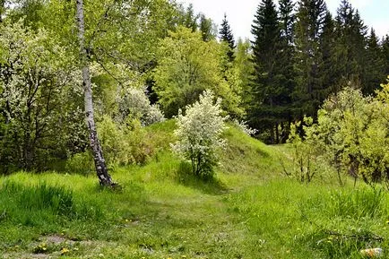 Almafa - leírás, tulajdonságok és előnyök alma
