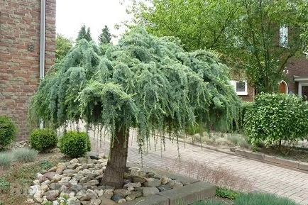 Tűlevelűek Gardens