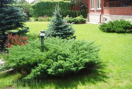 Tűlevelűek Gardens