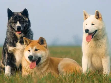 Japán Akita kutya fajta történetét, fizikai leírását és harkter, a tartalom és az ár akita ino