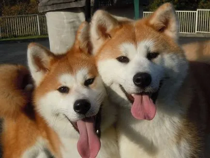 Japán Akita kutya fajta történetét, fizikai leírását és harkter, a tartalom és az ár akita ino