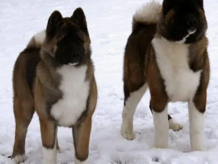 Japán Akita kutya fajta történetét, fizikai leírását és harkter, a tartalom és az ár akita ino