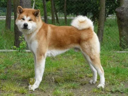 Japán Akita kutya fajta történetét, fizikai leírását és harkter, a tartalom és az ár akita ino
