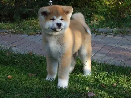 Japán Akita kutya fajta történetét, fizikai leírását és harkter, a tartalom és az ár akita ino