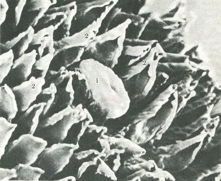 Nyelv (lingua s