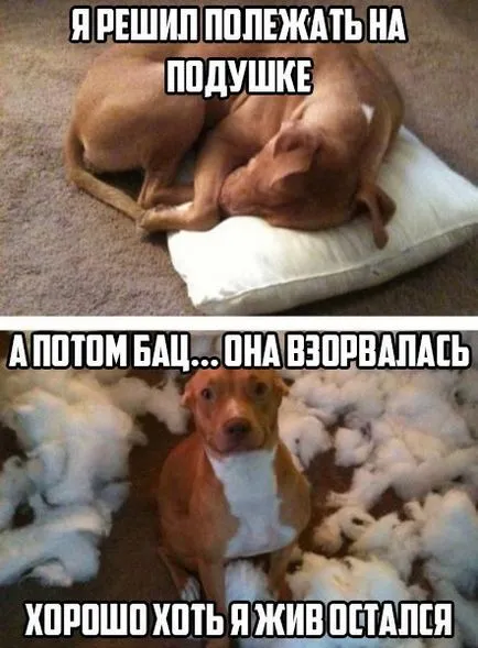 Csalódtam a kutya, nem tudom, mi legyen a következő (lásd
