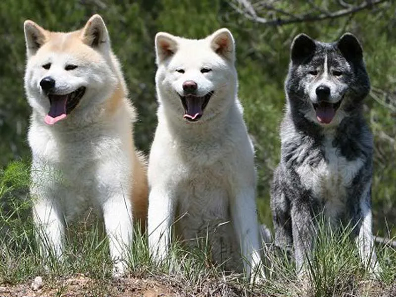 Japán Akita kutya fajta történetét, fizikai leírását és harkter, a tartalom és az ár akita ino
