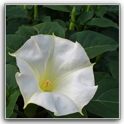 Riddle of the Stone Flower