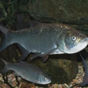 ASP fogási