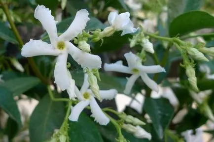 Jasmine beltéri ültetés, termesztési körülmények alapellátás (ültetés) Jasmine beltéri ültetés, termesztési körülmények alapellátás