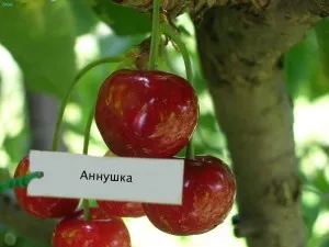 Samoplodnye szívós fajta cseresznye (meggy) Samoplodnye szívós fajta cseresznye