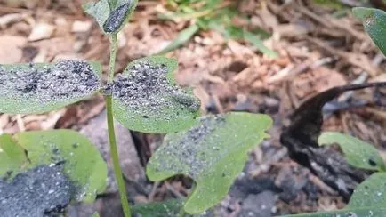 Ash, mint a műtrágya az országban, hogyan kell használni fahamu