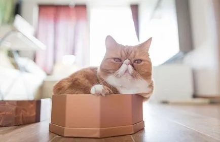10 живота хакерски за собствениците на котки