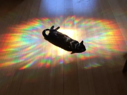 20 снимки на котки, които обичат слънцето повече от всичко друго
