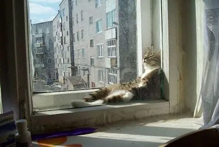 25 Доказателствата, че котка повече от всичко да обича слънцето