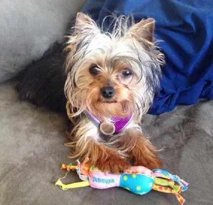 21 Причината, поради която не трябва да се започне Йоркширски териер