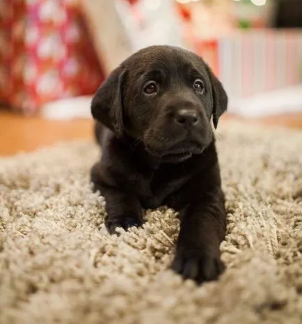 27 снимки, които доказват, че Лабрадор - най-добрият приятел на човека (снимки) 27 снимки, които доказват, че Лабрадор - най-добрият приятел на човека