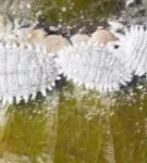 Aphelandra всички нюанси на грижите за цветя в дома фото и видео