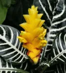 Aphelandra всички нюанси на грижите за цветя в дома фото и видео