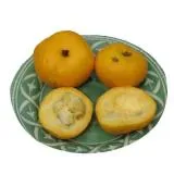 Actinidia - описание на полезни свойства; сортове и техните снимки; култивиране (засаждане и поддръжка) (Actinidia снимка) Actinidia - описание на полезни свойства; сортове и техните снимки; култивиране (засаждане и поддръжка)
